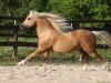 horse Twyford Epoch (Welsh-Cob (Sek. C), 2008, from Henstead Rhodri)