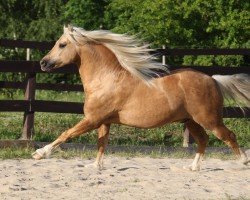 Pferd Twyford Epoch (Welsh-Cob (Sek. C), 2008, von Henstead Rhodri)