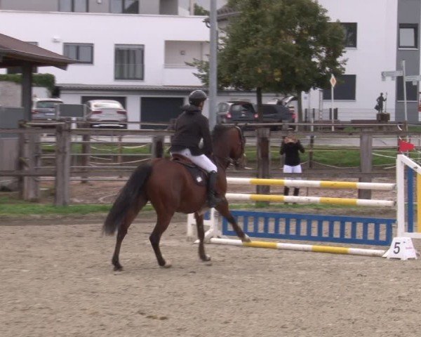 Reitturnier Poxdorf/Ofr 2024