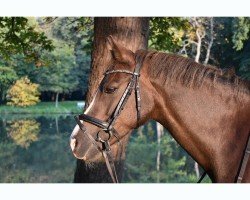 broodmare Belina HA (Welsh-Pony (Section B), 2007, from Carnuet)