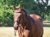 broodmare Casablanca 101 (Holsteiner, 2004, from Coeur Bon)