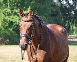 broodmare Casablanca 101 (Holsteiner, 2004, from Coeur Bon)