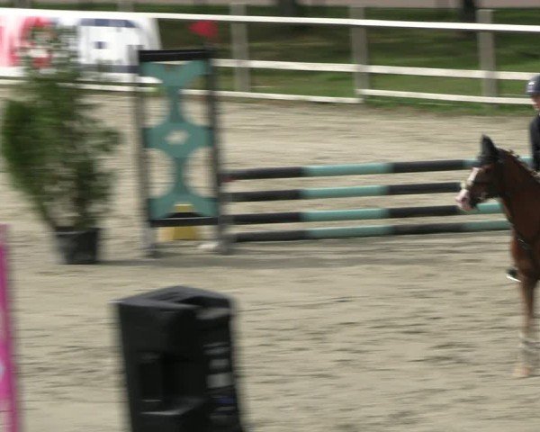 Reitturnier Westergellersen 2024