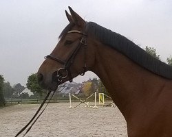 jumper Uno (KWPN (Royal Dutch Sporthorse), 2011, from Up To Date)