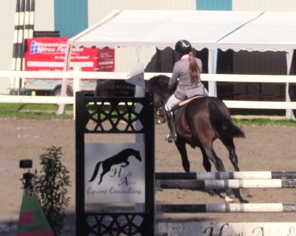 Reitturnier Mildstedt - Jumping Team Nord - 2024