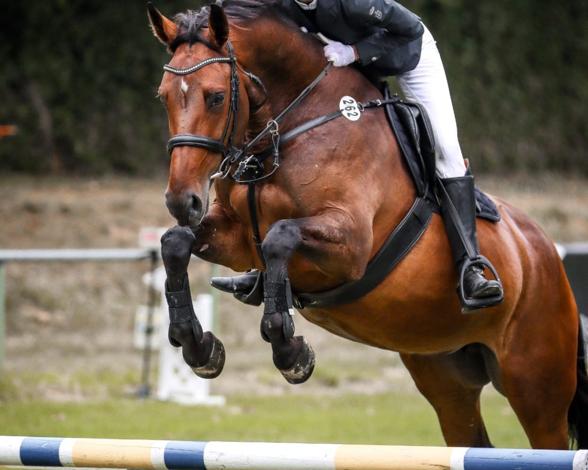 Springpferd Gana B (Zangersheide Reitpferd, 2019, von George Z)