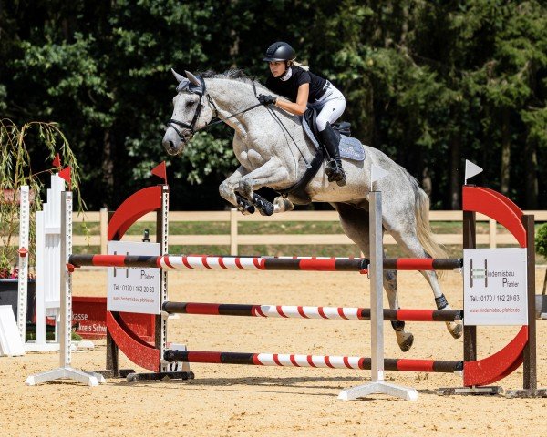 jumper Liber Z (Zangersheide riding horse, 2013, from Levisto Z)