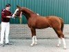 stallion Immitch (Nederlands Rijpaarden en Pony, 1994, from Idzard)