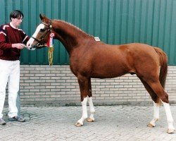 stallion Immitch (Nederlands Rijpaarden en Pony, 1994, from Idzard)