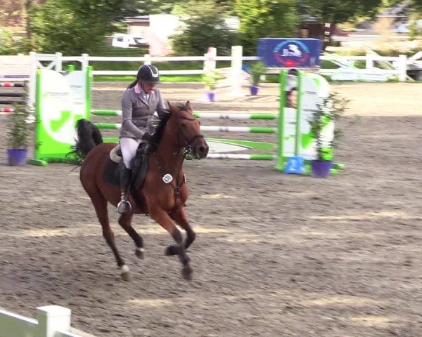 Reitturnier Mildstedt - Jumping Team Nord - 2024