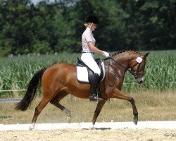 broodmare Die oder Keine (German Riding Pony, 2007, from FS Don't Worry)