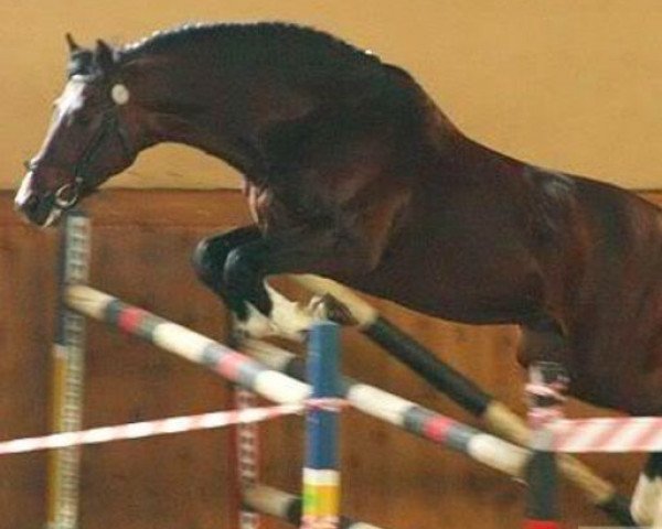stallion Caretino K (Hessian Warmblood, 1997, from Caretino)