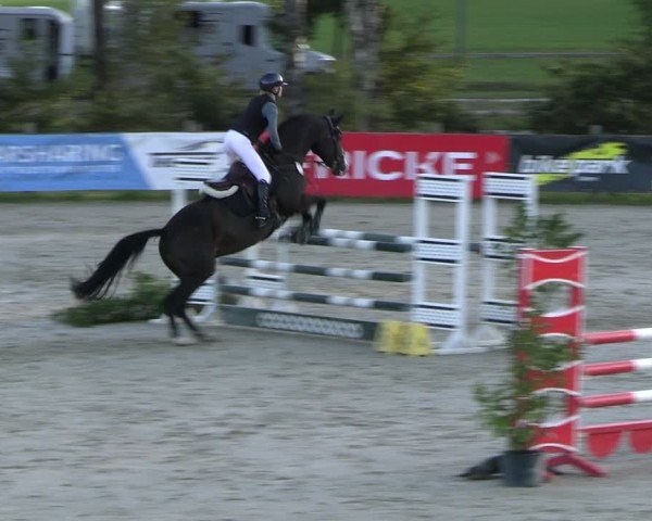 Reitturnier Westergellersen 2024