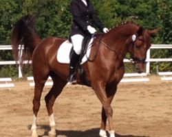 dressage horse Amanda (German Sport Horse, 2010, from Fidergold)