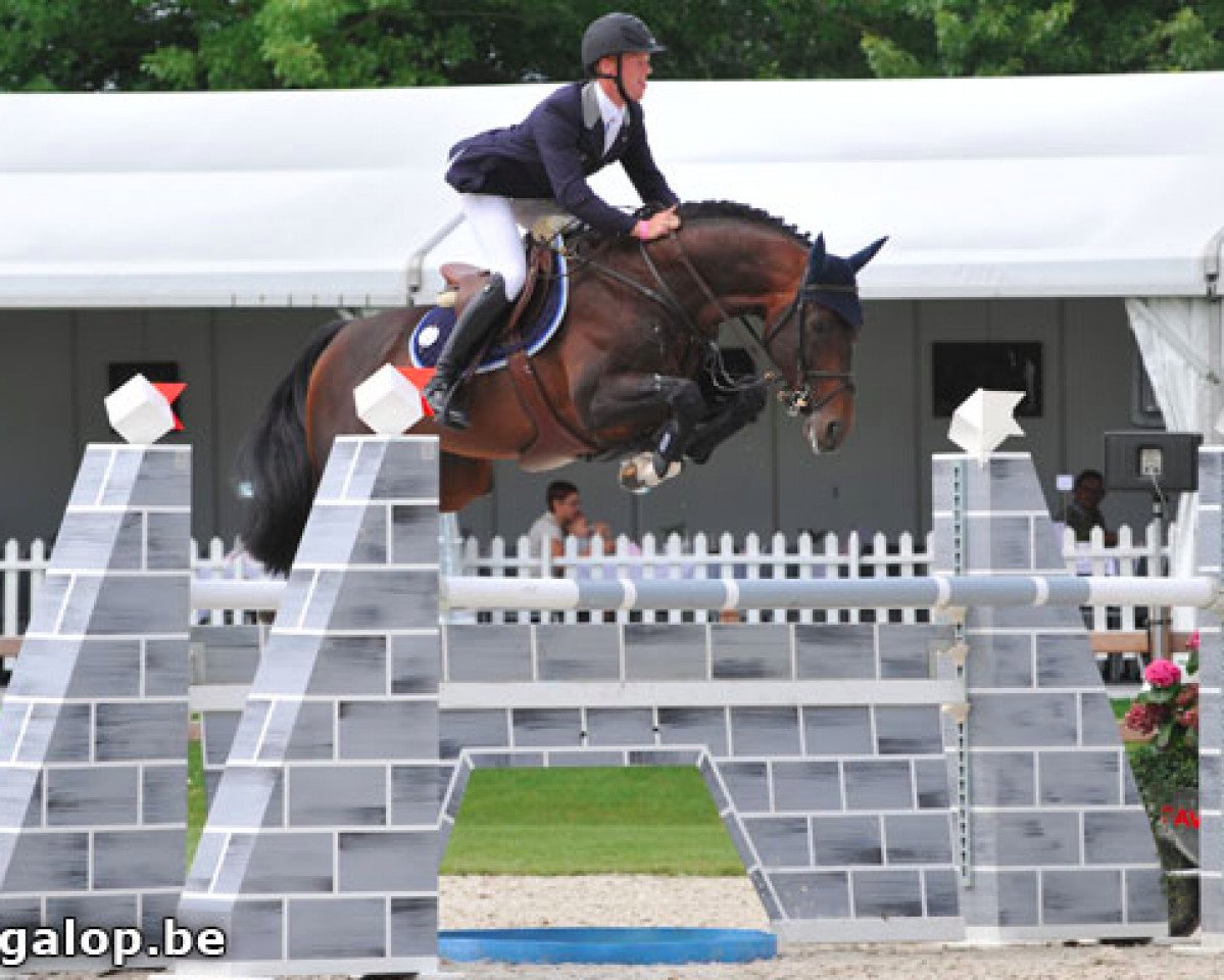Deckhengst Boris van het Kluizebos (Belgisches Warmblut, 2001, von Heartbreaker)