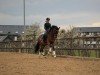 dressage horse Casino Royale 31 (Oldenburg show jumper, 2016, from Casino Grande)