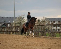 dressage horse Casino Royale 31 (Oldenburg show jumper, 2016, from Casino Grande)