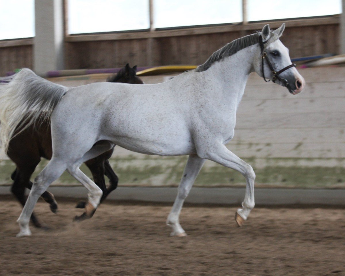 broodmare Bodoni ox (Arabian purebred, 2009, from Duglas 1997 ox)