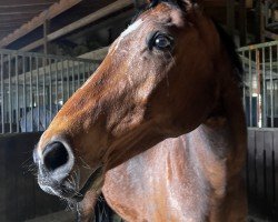 Springpferd Cornet's Cheenook P (Westfale, 2006, von Cornet Obolensky)