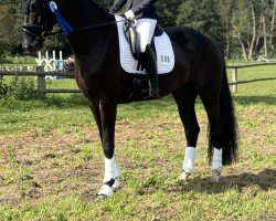 dressage horse Fiorino von Finnigan (Hanoverian, 2018, from Finnigan)