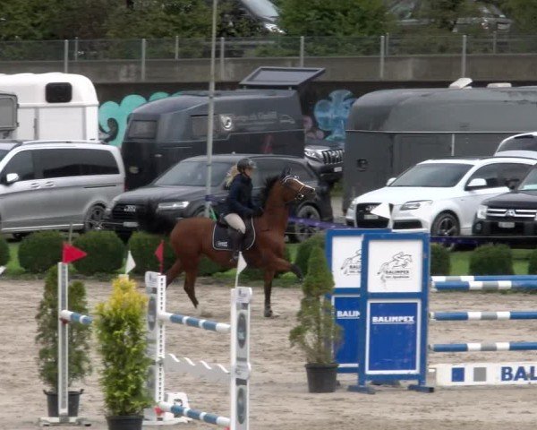 Reitturnier Basel 2024