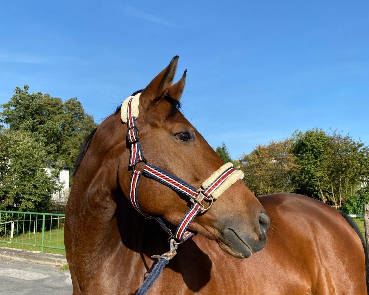 dressage horse Bella Donna 12 (Hanoverian, 2018, from Belissimo NRW)