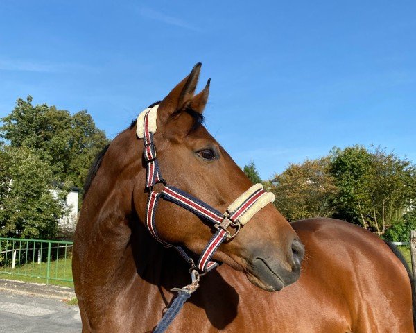 dressage horse Bella Donna 12 (Hanoverian, 2018, from Belissimo NRW)