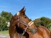 dressage horse Bella Donna 12 (Hanoverian, 2018, from Belissimo NRW)