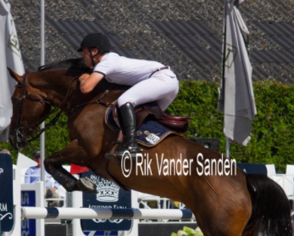 jumper Harena van de Rostal (Belgian Warmblood, 2007, from Cicero Z van Paemel)