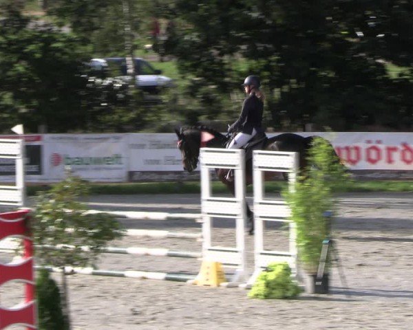 Reitturnier Westergellersen 2024