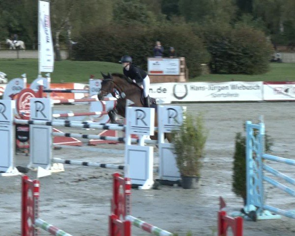 Reitturnier Westergellersen 2024