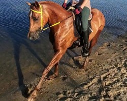 dressage horse Habibti (Arab half breed / Partbred, 2008)