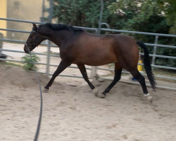 dressage horse Vivaldi (Hanoverian, 2016, from Le Vivaldi)