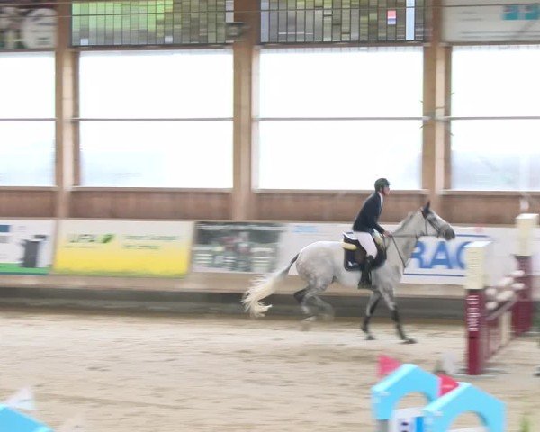 Reitturnier Winterthur 2024