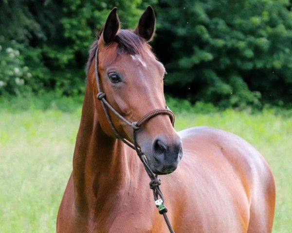 jumper Fairy Tale (KWPN (Royal Dutch Sporthorse), 2010, from Carambole)