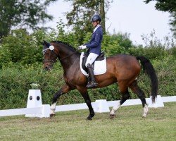 dressage horse Ravelli 5 (Hanoverian, 2006, from Rascalino)