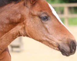 foal by Stute von Emerald van het Ruytershof / Cassini I (Holsteiner, 2024, from Emerald van 't Ruytershof)