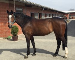 jumper Fame 203 (Oldenburg show jumper, 2008, from Shirkan Z)