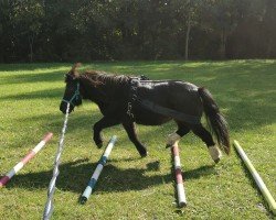 Pferd Vitus vom Ibiztal (Dt.Part-bred Shetland Pony, 2012, von Varus)