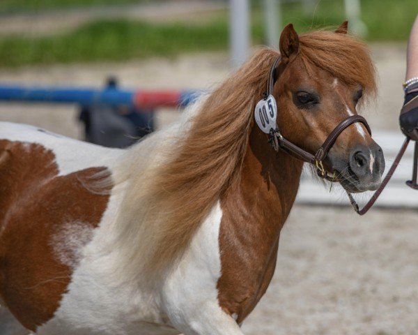 broodmare Esperanza v. El (Shetland pony (under 87 cm), 2010, from Balmedie Alfred)