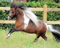 stallion Karl- Royal (Dt.Part-bred Shetland pony,  , from Kermit v.Tyeslemore)