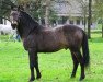 stallion Poetic Justice (Connemara Pony, 1988, from Ballydonagh Casanova)