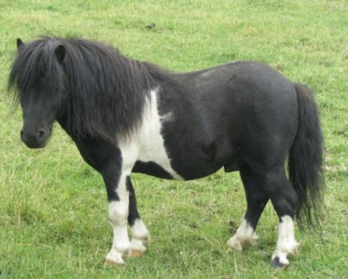 stallion Stranduff Stormchief (Shetland pony (under 87 cm), 1991, from Stranduff Shrimp)