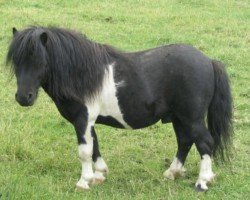 stallion Stranduff Stormchief (Shetland pony (under 87 cm), 1991, from Stranduff Shrimp)