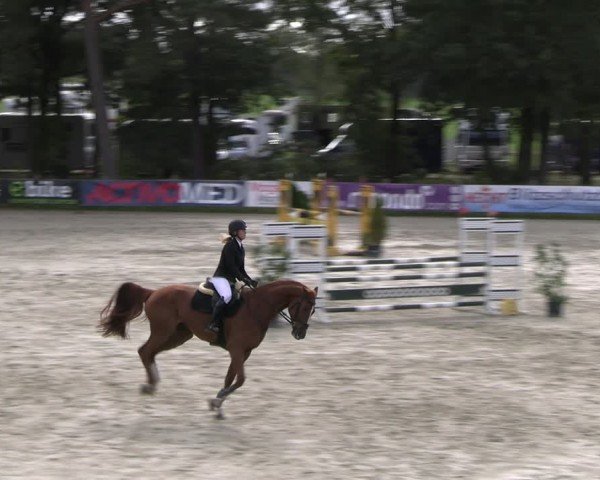 Reitturnier Westergellersen 2024