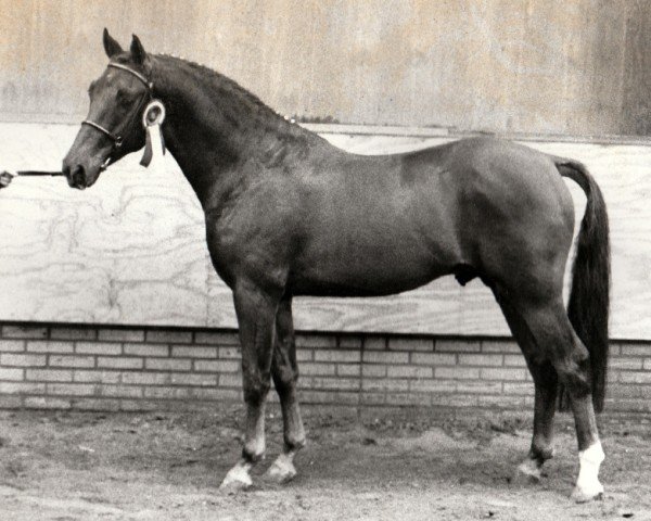 stallion Casper (Nederlands Rijpaarden en Pony, 1987, from Conquistador)