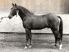 stallion Casper (Nederlands Rijpaarden en Pony, 1987, from Conquistador)