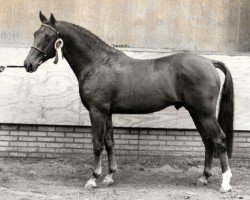 Deckhengst Casper (Nederlands Rijpaarden en Pony, 1987, von Conquistador)