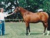 broodmare Tamira (Nederlands Rijpaarden en Pony, 1995, from Casper)