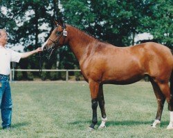 broodmare Tamira (Nederlands Rijpaarden en Pony, 1995, from Casper)